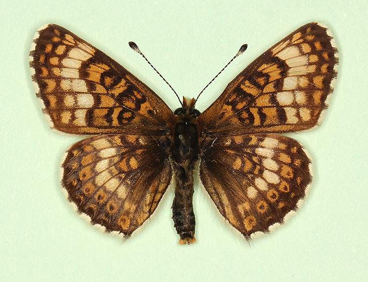 Melitaea cinxia male (aberrant form pallida) (Internet Image property of respective owner, non-commercial use only)